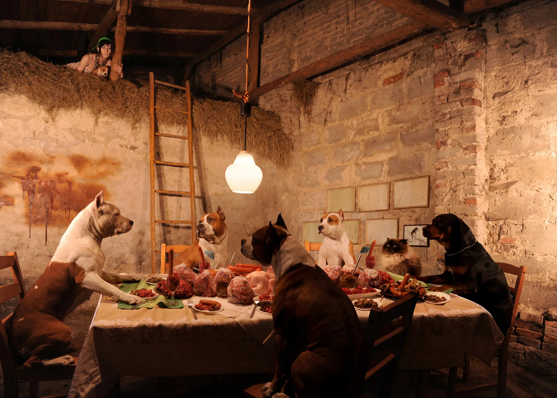 Dogs and a cat seated at an elaborately set table as if at a fine dinner, a woman watching from a hayloft above